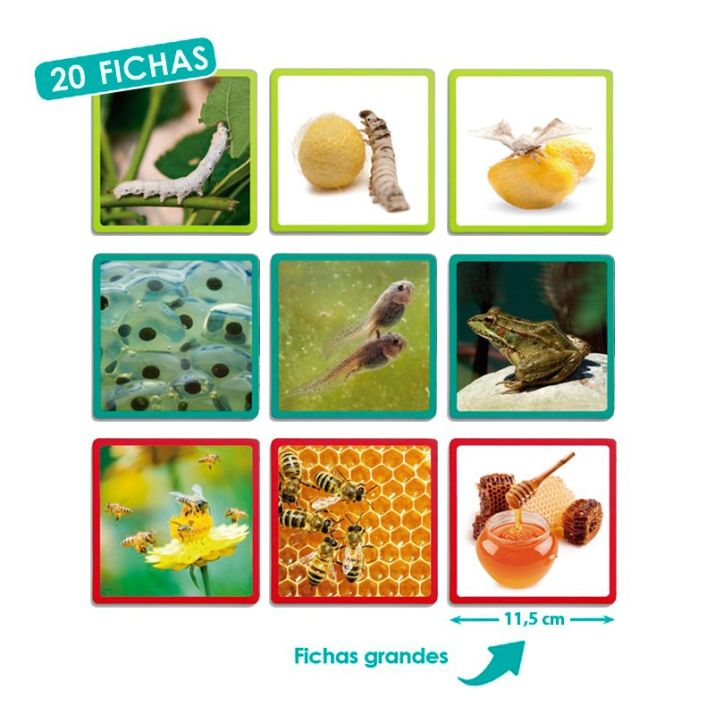 🌿 Gamtos sekos – maxi paveikslėliai