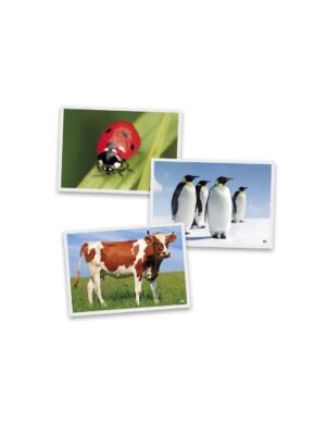 🐾 Nuotraukos „Gyvūnai“ – edukacinės nuotraukos vaikams