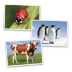 animal-photographs1.jpg Nuotraukos „Gyvūnai“ – edukacinės nuotraukos vaikams