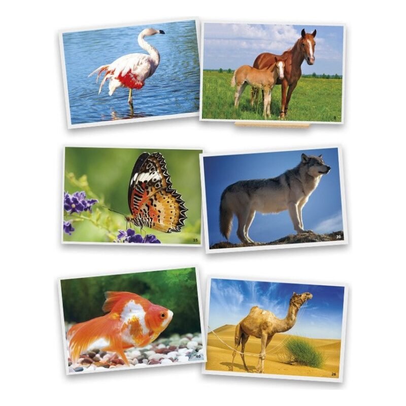 Animal Photographs2